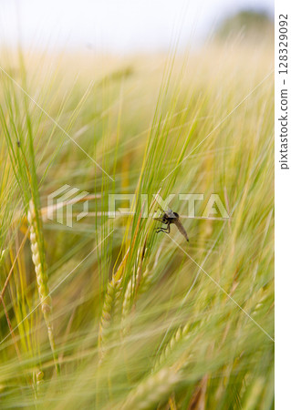A Close-Up View of a Grasshopper Resting Among Lush Green Wheat Fields Captured in a Gentle Breeze on a Bright Day, Showcasing Nature's Intricate Details and Beauty 128329092