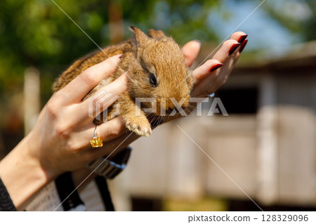 A Cute Brown Bunny Being Held Gently in Both Hands, Showcasing Its Soft Fur and Adorable Features in a Natural Outdoor Setting Under Bright Sunlight A Cute Brown Bunny Being Held Gently in Both Hands, Showcasing Its Soft Fur and Adorable Features in a Natural Outdoor Setting Under Bright Sunlight 128329096