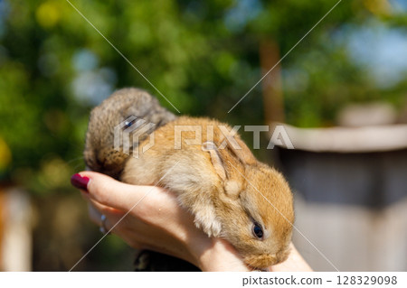 Adorable Rabbits Being Held in Careful Hands: A Heartwarming Moment with Two Fluffy Friends in Natural Settings 128329098