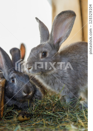 Two Adorable Gray Rabbits Resting on Fresh Hay: A Cute and Serene Moment Captured in Nature's Embrace with Soft Lighting and Gentle Textures Enhancing Their Features Two Adorable Gray Rabbits Resting on Fresh Hay: A Cute and Serene Moment Captured in Nature's Embrace with Soft Lighting and Gentle Textures Enhancing Their Features 128329104