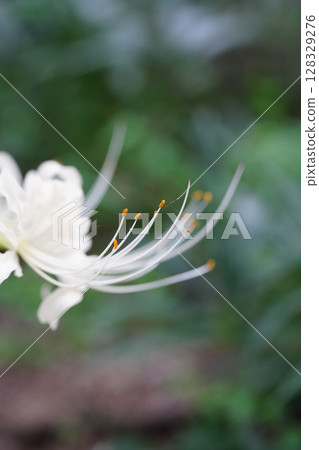 White cluster amaryllis White cluster amaryllis 128329276