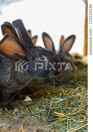 Curious Black Rabbit Close-Up: A Beautiful Portrait Capturing the Unique Features and Playfulness of a Domestic Rabbit with Gentle Eyes and Perky Ears among Other Rabbits 128329286