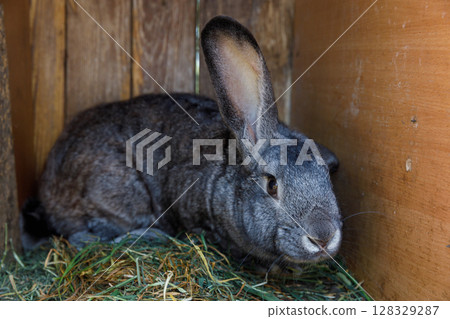 A Sweet Gray Rabbit Resting in a Cozy Wooden Shelter Surrounded by Fresh Hay, Showcasing Its Soft Fur and Big Ears in a Calm and Relaxed Environment 128329287
