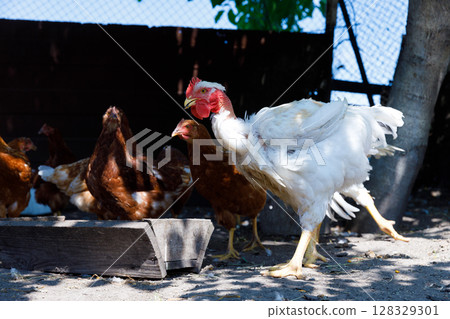 A Vibrant Scene of Chickens and Rooster Roaming in a Rustic Farmyard Environment Amidst Natural Sunlight and a Charming Wooden Feeding Trough A Vibrant Scene of Chickens and Rooster Roaming in a Rustic Farmyard Environment Amidst Natural Sunlight and a Charming Wooden Feeding Trough 128329301