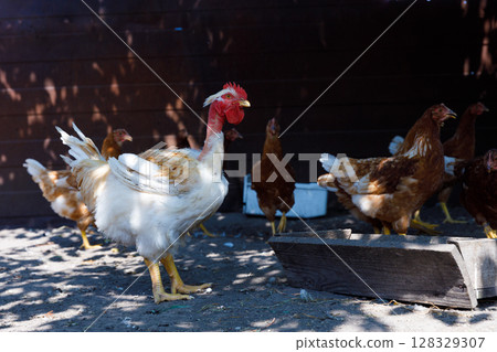 A picturesque view of a proud rooster standing tall among brown hens in a sunny chicken coop setting, showcasing friendship and a natural farm environment radiating tranquility 128329307