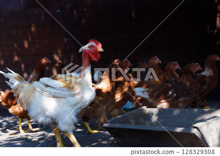 A Vibrant Scene of Poultry with a Unique Rooster Leading a Flock of Chickens, Showcasing Their Natural Habitat and Daily Activities on a Bright Sunny Day 128329308
