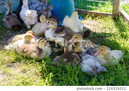 A Charming Gathering of Ducklings in a Lush, Green Environment with Soft Sunlight Illuminating Their Playful and Curious Nature A Charming Gathering of Ducklings in a Lush, Green Environment with Soft Sunlight Illuminating Their Playful and Curious Nature 128329312