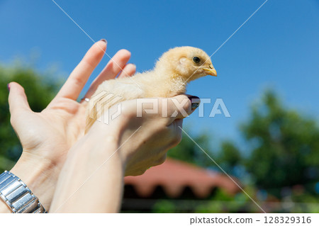 A Tender Moment Captured: A Close-Up View of a Hand Holding an Adorable Yellow Chick Under the Bright Blue Sky Surrounded by Lush Greenery and Warm Sunshine 128329316