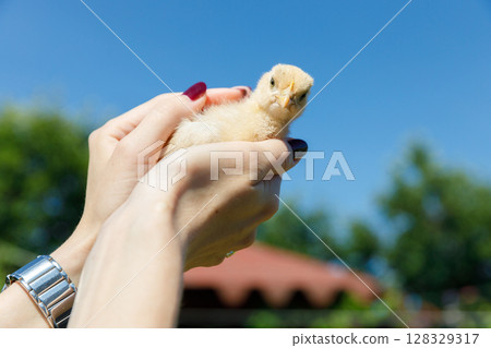 A Beautiful Spring Day with a Hand-Held Chick: Capturing the Spirit of Nature and Innocence Under a Clear Blue Sky and Sunlit Greenery 128329317