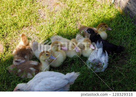 A Delightful Gathering of Ducklings on a Sunny Meadow: Perfectly Natural and Charming Avian Companions in a Lush Green Habitat, Capturing the Joy of Nature's Young Life 128329318