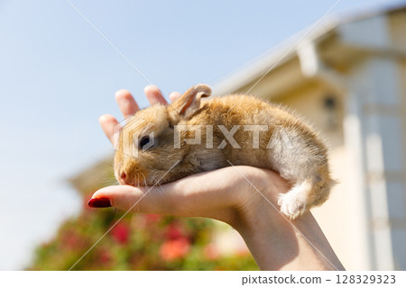 A Delightful Moment: A Tender Bunny Resting Gently on a Hand Under a Beautiful Blue Sky in a Vibrant Outdoor Setting Surrounded by Nature's Colors 128329323