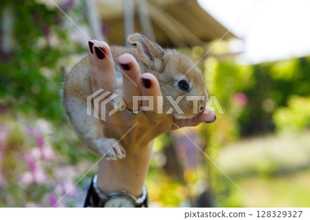 Adorable Young Bunny Being Held in a Gentle Hand Against a Vibrant Outdoor Backdrop Surrounded by Lush Greenery and Colorful Blossoms in a Sunny Environment 128329327