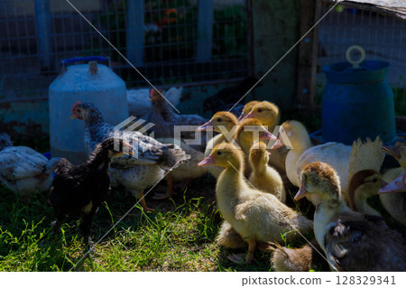A Vibrant Gathering of Chickens and Ducklings in a Serene Farm Environment Highlighting the Beauty and Charm of Country Life 128329341