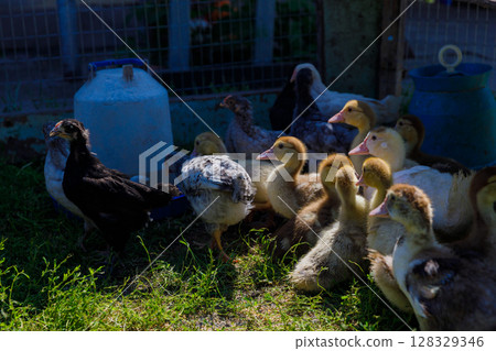 A Colorful Gathering of Baby Birds: Chicks and Ducklings Enjoying Sunshine in a Cozy Farmyard Setting Surrounded by Green Grass and a Water Container A Colorful Gathering of Baby Birds: Chicks and Ducklings Enjoying Sunshine in a Cozy Farmyard Setting Surrounded by Green Grass and a Water Container 128329346