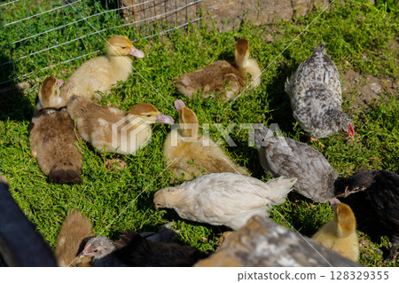 Charming Day on the Farm: Ducklings and Chickens Enjoying the Warm Sunshine Amidst Lush Green Grass in Their Cozy Enclosure Charming Day on the Farm: Ducklings and Chickens Enjoying the Warm Sunshine Amidst Lush Green Grass in Their Cozy Enclosure 128329355
