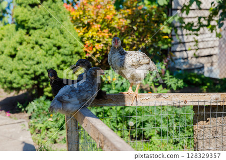 A Charming Scene of Young Chickens Enjoying a Sunny Day Outdoors in a Vibrant Garden with Lush Greenery and Colorful Foliage Surrounding Their Enclosure 128329357