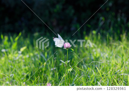 A Delicate Butterfly Graces a Beautiful Purple Clover in a Sunlit Field of Green Grass, Captivating Nature s Finely Crafted Beauty and Serenity in the Summer Air A Delicate Butterfly Graces a Beautiful Purple Clover in a Sunlit Field of Green Grass, Captivating Nature s Finely Crafted Beauty and Serenity in the Summer Air 128329361