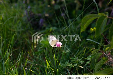 A Beautiful Butterly Resting on a Pink Flower Amidst Lush Green Grass and Leaves in a Serene Natural Setting Depicting the Beauty of Nature and Insect Life A Beautiful Butterly Resting on a Pink Flower Amidst Lush Green Grass and Leaves in a Serene Natural Setting Depicting the Beauty of Nature and Insect Life 128329368