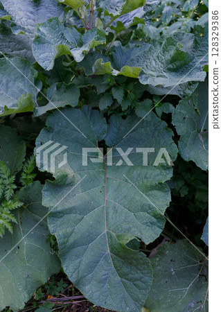 A Close-Up Study of Large Green Leaves in a Lush Garden Setting, Showcasing the Intricacies of Their Texture and Natural Beauty Amidst the Vibrant Foliage A Close-Up Study of Large Green Leaves in a Lush Garden Setting, Showcasing the Intricacies of Their Texture and Natural Beauty Amidst the Vibrant Foliage 128329386