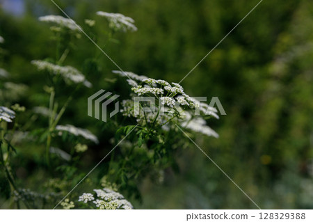 Delicate White Flowers Against a Lush Green Background Captured in Nature's Splendor with Warm Sunlight Highlighting Their Beauty and Intricate Petal Patterns 128329388