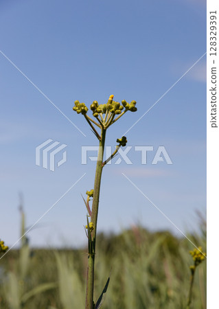 Beautiful Bright Yellow Flowers Against a Clear Blue Sky, Displaying Nature's Vibrancy and the Charm of Sunny Days in a Scenic Outdoor Environment 128329391