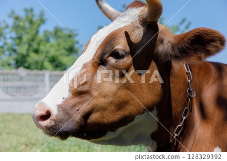 A Close-Up View of a Beautiful Brown Cow Under Clear Blue Skies with Greenery in the Background, Showcasing Its Unique Features and Expression in a Pastoral Setting A Close-Up View of a Beautiful Brown Cow Under Clear Blue Skies with Greenery in the Background, Showcasing Its Unique Features and Expression in a Pastoral Setting 128329392