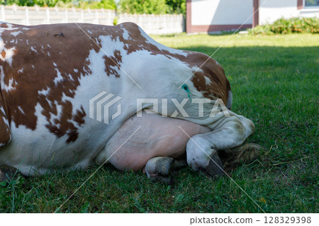 A Relaxed Cow Lying on Green Grass Under Sunlight, Displaying Brown and White Spots on Its Body, Surrounded by a Calm Farm Environment, Showcasing Natural Beauty and Tranquility 128329398