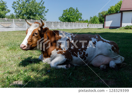 A Beautiful Brown and White Cow Relaxing in a Sunny Meadow Beneath a Clear Blue Sky with Lush Green Grass and Trees in the Background Providing a Peaceful Farm Atmosphere 128329399