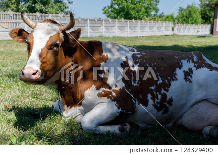 A Beautiful Brown and White Cow Relaxing on the Green Grass Under the Clear Blue Sky in the Farm Area Surrounded by Lush Trees and a Wooden Fence in the Background, Spring Atmosphere 128329400
