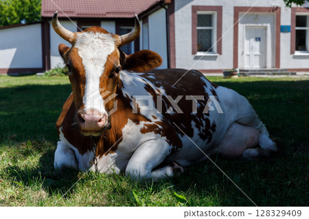 A Cozy Brown and White Cow Resting in the Grass Near a Farmhouse on a Beautiful Sunny Day Surrounded by Nature and Tranquility, Perfect for a Rural Scene A Cozy Brown and White Cow Resting in the Grass Near a Farmhouse on a Beautiful Sunny Day Surrounded by Nature and Tranquility, Perfect for a Rural Scene 128329409
