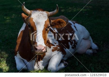 Serene Cow Relaxing on Grassy Pasture Under Natural Light with Beautiful Brown and White Coat Patterns Being Spotted in Nature’s Calm Environment Serene Cow Relaxing on Grassy Pasture Under Natural Light with Beautiful Brown and White Coat Patterns Being Spotted in Nature’s Calm Environment 128329410