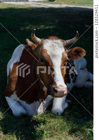 A serene cow resting peacefully on a grassy field, showcasing its distinctive brown and white coat under the warm sunlight, reflecting a tranquil rural atmosphere. A serene cow resting peacefully on a grassy field, showcasing its distinctive brown and white coat under the warm sunlight, reflecting a tranquil rural atmosphere. 128329411