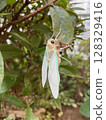 蟬 128329416