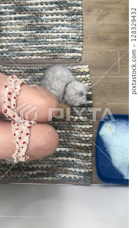 A Cozy Scene Featuring a Sleeping Kitten Nestled Between a Person's Legs on a Multicolored Area Rug in a Bright Room with a Litter Box in the Background 128329432