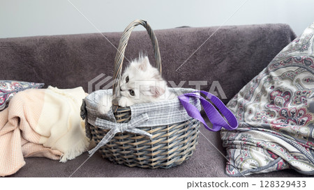 Adorable Kitten Peeking Out from a Cozy Woven Basket on a Soft Couch Surrounded by Colorful Blankets and Pillows Creating a Warm and Inviting Atmosphere in a Home Adorable Kitten Peeking Out from a Cozy Woven Basket on a Soft Couch Surrounded by Colorful Blankets and Pillows Creating a Warm and Inviting Atmosphere in a Home 128329433