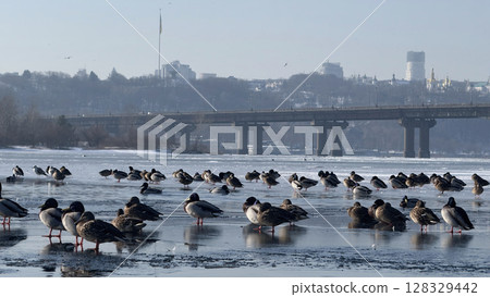 A Serene Winter Scene Capturing Ducks on an Icy River with a Bridge and City Skyline in the Background under a Clear Sky 128329442