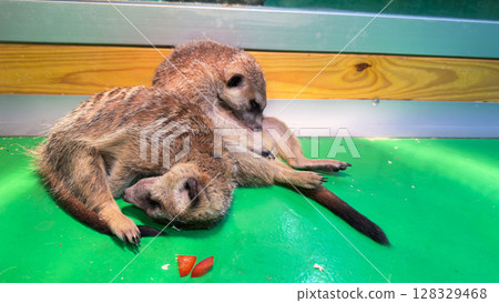 Two adorable meerkats snuggling together and relaxing on a vibrant green surface, showcasing their playful and social nature while enjoying a cozy moment in their habitat. 128329468