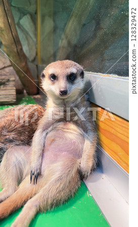 A Playful Meerkat Relaxing in its Habitat, Showcasing Unique Posing, Expressive Gaze, and Distinctive Features, Perfectly Captured in a Natural Setting A Playful Meerkat Relaxing in its Habitat, Showcasing Unique Posing, Expressive Gaze, and Distinctive Features, Perfectly Captured in a Natural Setting 128329472