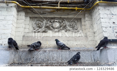 A Group of Pigeons Perched on a Concrete Ledge in Urban Setting with Ornate Architectural Features in Background 128329486