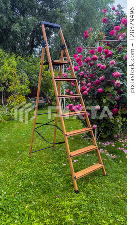 A Beautiful Wooden Ladder Surrounded by Lush Greenery and Vibrant Pink Roses in a Well-Maintained Garden Featuring a Serene Outdoor Space for Relaxation 128329496