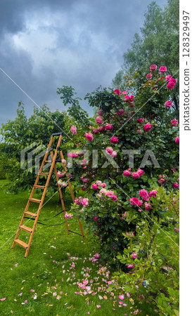 A Beautiful Garden Scene Featuring Lush Pink Roses Against a Moody Sky with a Wooden Ladder and Fallen Petals on the Ground 128329497