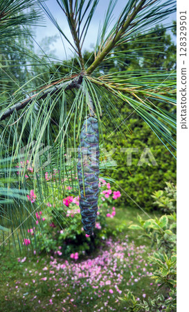 A Beautiful Pine Cone Hanging from a Branch Surrounded by Vibrant Greenery and Colorful Flowers in a Soft Focus Landscape 128329501