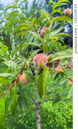 Lush Peach Tree Brimming with Juicy Fruit Surrounded by Vibrant Green Foliage Under a Bright Sky, Ideal for Gardening Enthusiasts and Nature Lovers Alike 128329514