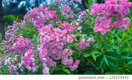A Vibrant Display of Blossoming Pink Flowers Amid Lush Green Foliage in a Beautiful Natural Setting Surrounded by Lively Garden Elements A Vibrant Display of Blossoming Pink Flowers Amid Lush Green Foliage in a Beautiful Natural Setting Surrounded by Lively Garden Elements 128329542