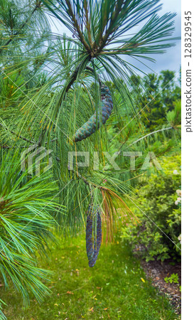 Stunning View of Pine Cones Hanging from Lush Green Pine Tree Branches in a Vibrant Outdoor Setting Surrounded by Lush Greenery and Colorful Flora Stunning View of Pine Cones Hanging from Lush Green Pine Tree Branches in a Vibrant Outdoor Setting Surrounded by Lush Greenery and Colorful Flora 128329545