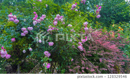 A Beautiful Display of Pink Roses Amid Lush Greenery Creates a Serene and Charming Ambiance in a Vibrant Garden Setting Full of Life and Nature's Wonders A Beautiful Display of Pink Roses Amid Lush Greenery Creates a Serene and Charming Ambiance in a Vibrant Garden Setting Full of Life and Nature's Wonders 128329546