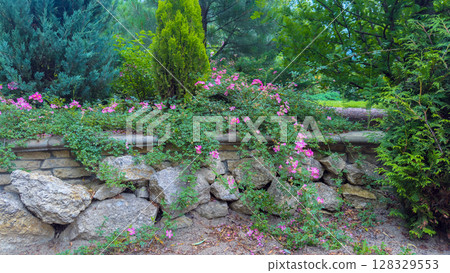 A Serene Garden Scene: Vibrant Pink Flowers and Lush Greenery Adorn a Rustic Stone Wall, Creating a Calming Atmosphere Surrounded by Nature’s Beauty A Serene Garden Scene: Vibrant Pink Flowers and Lush Greenery Adorn a Rustic Stone Wall, Creating a Calming Atmosphere Surrounded by Nature’s Beauty 128329553