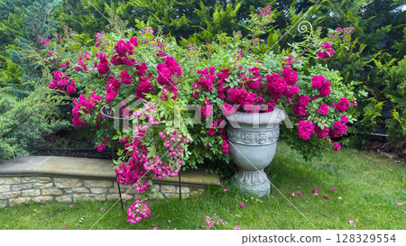 Vibrant display of colorful flowers in a well-maintained garden, showcasing striking pink roses blooming abundantly in a decorative pot and supporting structure amid lush greenery Vibrant display of colorful flowers in a well-maintained garden, showcasing striking pink roses blooming abundantly in a decorative pot and supporting structure amid lush greenery 128329554