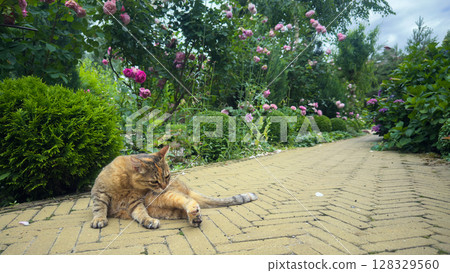 A Playful Cat Enjoying Its Time in a Beautiful Flower Garden Surrounded by Lush Greenery and Colorful Blossoms Creating a Peaceful, Serene Atmosphere in the Outdoors 128329560