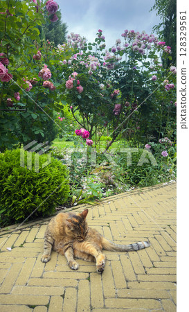 A Tranquil Cat Amidst Beautiful Roses in a Lush Garden Setting, Perfect for Serenity and Relaxation, Showcasing Nature's Beauty and Feline Charm 128329561